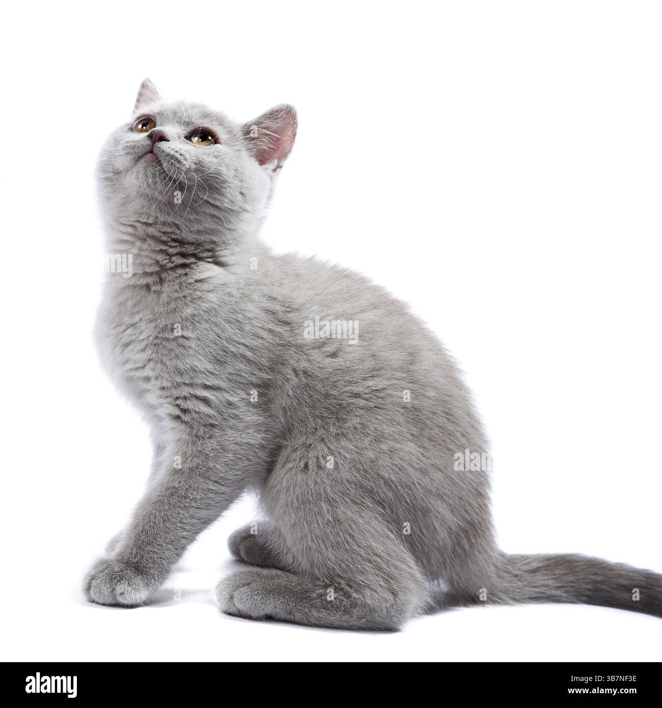 Gattino britannico isolato sul bianco Foto Stock