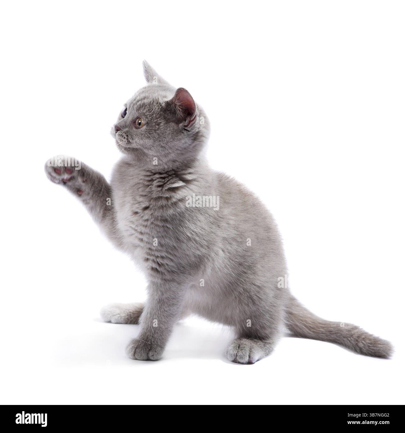 Gattino britannico isolato sul bianco Foto Stock