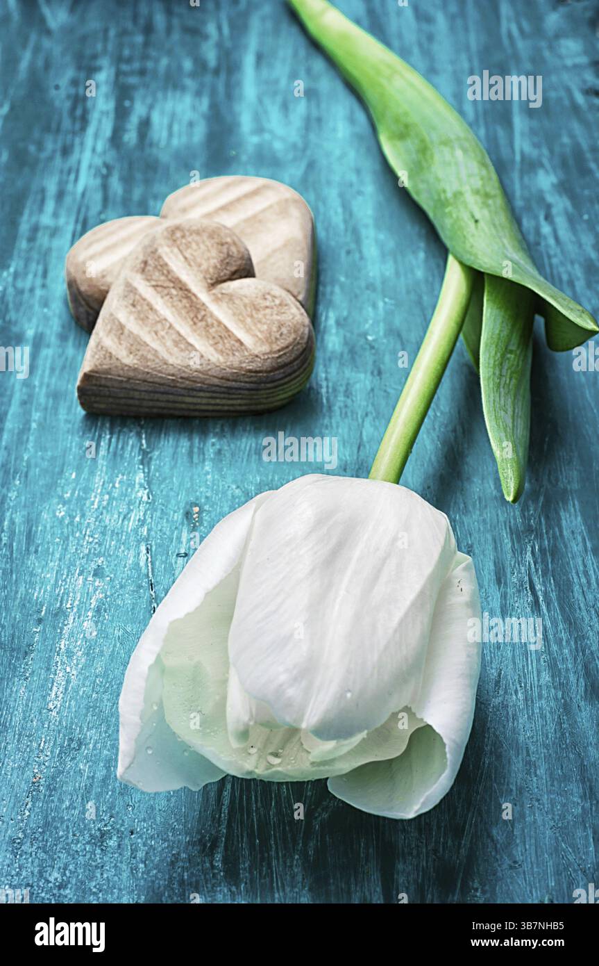 Simbolico cuore in legno sullo sfondo di un tulipano bianco Foto Stock