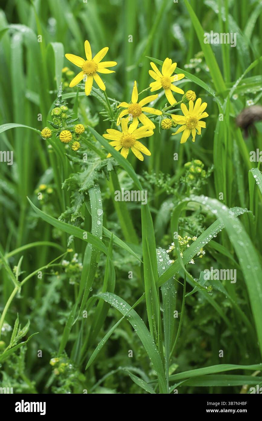 Sfondo naturale di erba estiva e fiori di campo dopo rain.selective focus Foto Stock