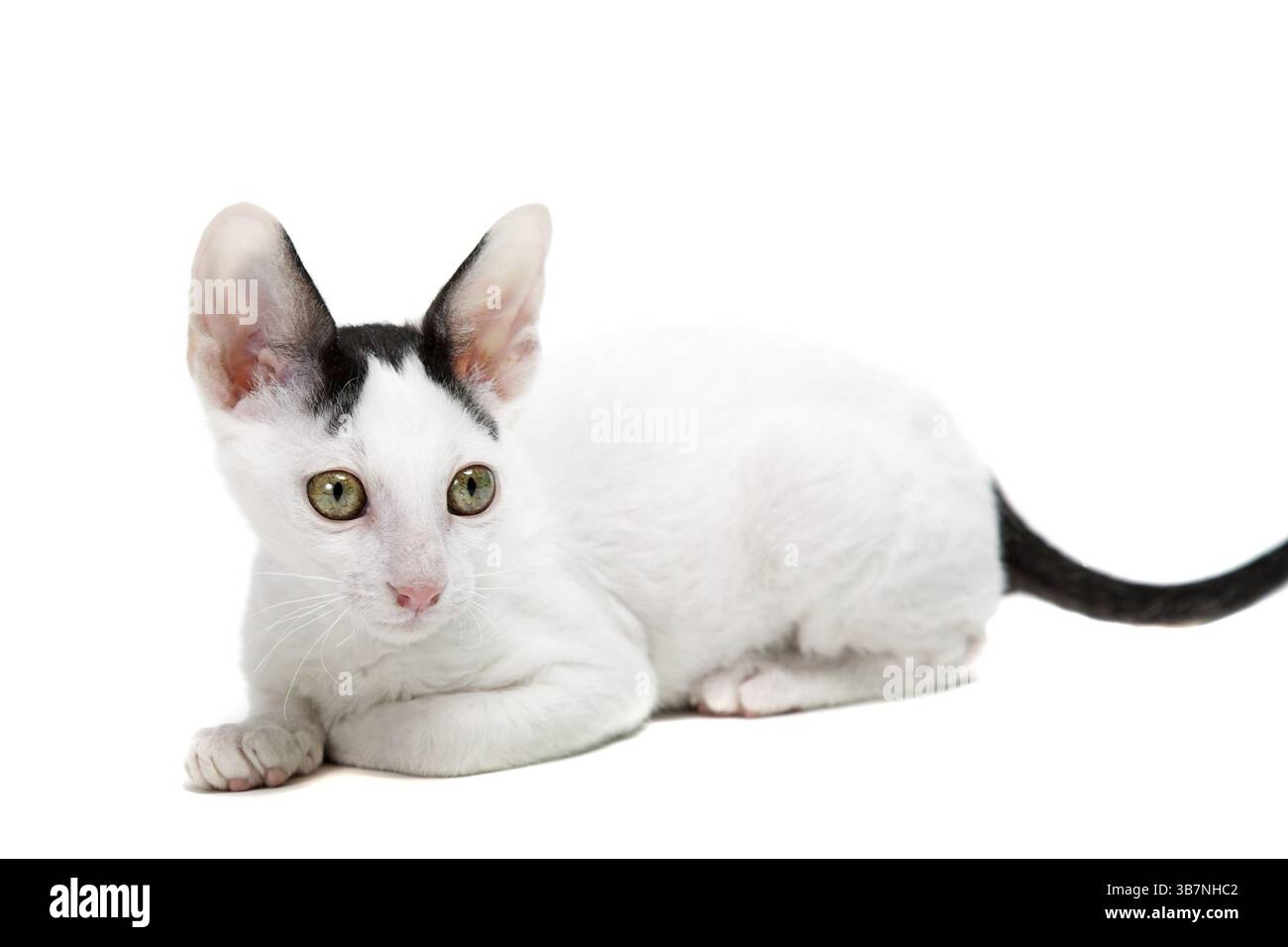 Gattino Cornish Rex isolato su sfondo bianco Foto Stock