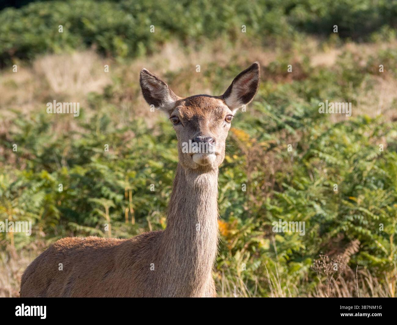 Un grande cervo rosso femmina (Hind) a Richmond Park, Surrey, Regno Unito. Foto Stock