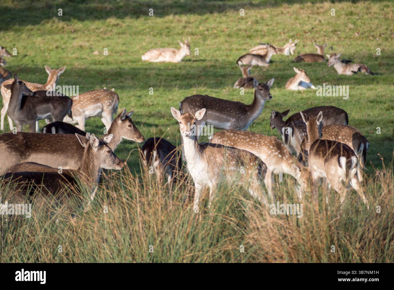 Cervi a riposo femminili (doe) a Richmond Park, Surrey, Regno Unito. Foto Stock