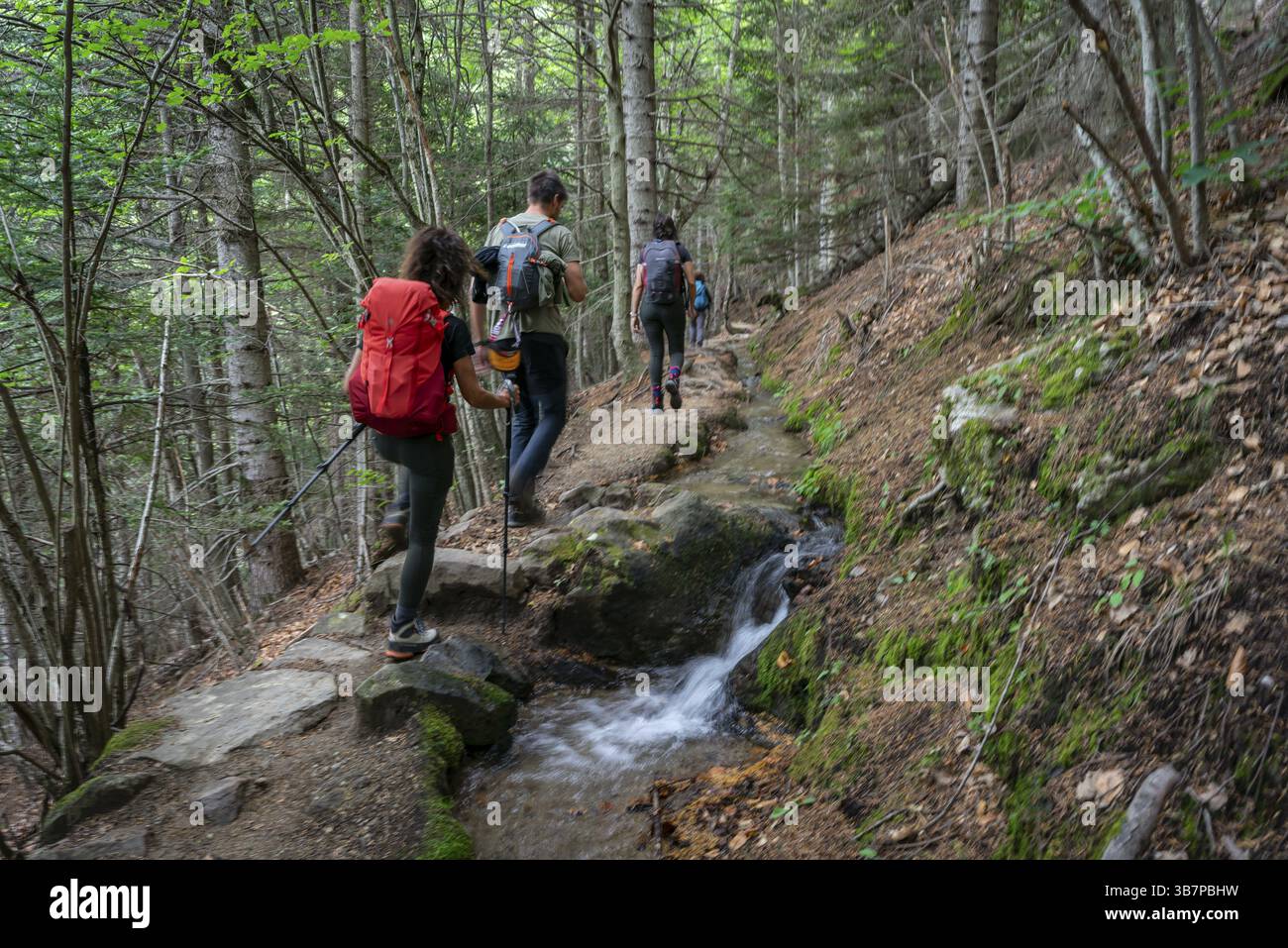 Salendo attraverso la foresta di Canigo verso il rifugio Mariailles, la regione del Conflent, i Pirenei-orientali, la regione della Linguadoca-Rossiglione, il Republi francese Foto Stock