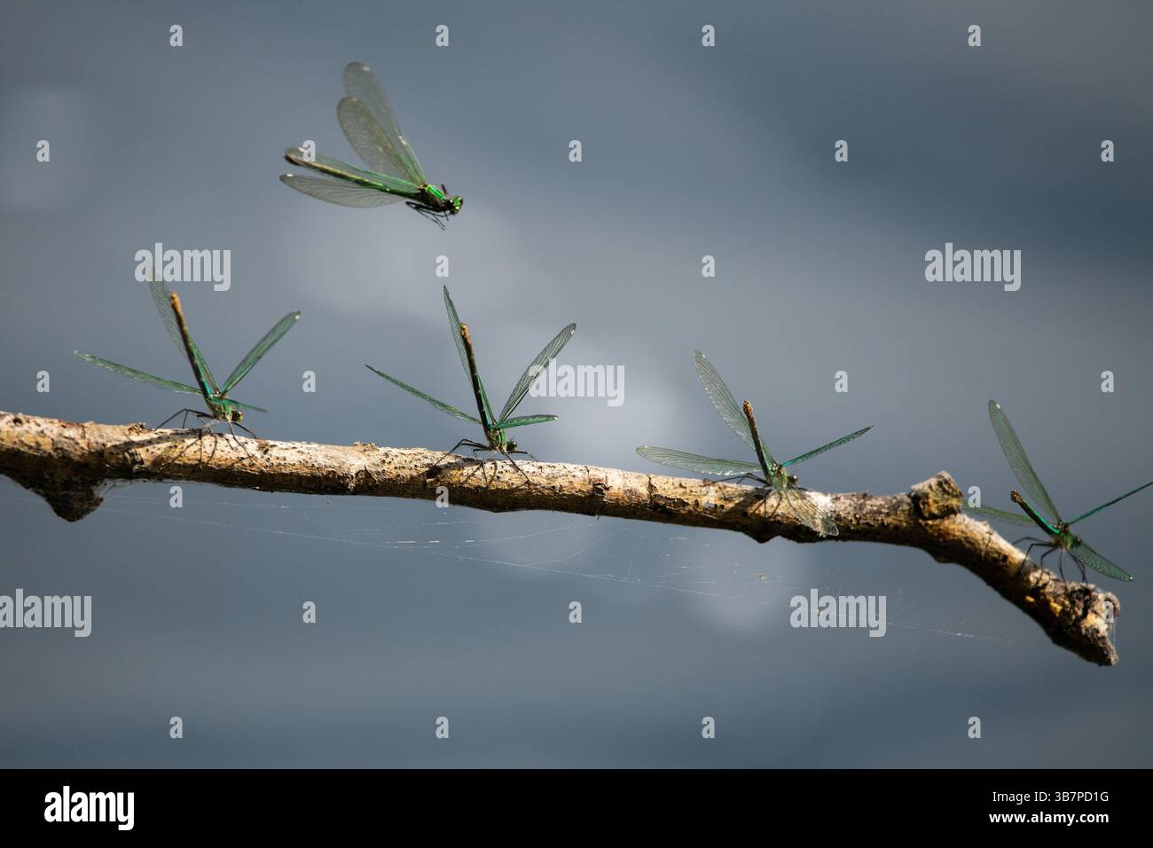 Cinque Damselflies verdi - quattro che riposano su Branch, una in Flight alla ricerca di un posto dove atterrare. Foto Stock