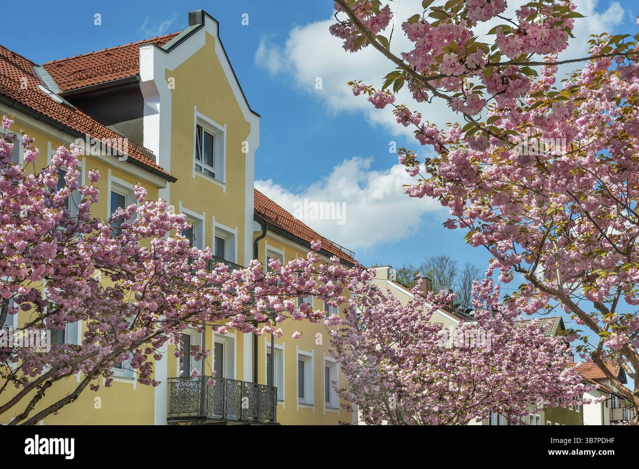 Facciata a timpano giallo e riconoscimento dei primi ciliegi ornamentali (Prunus subhirtella), a Kempten, Allgaeu, Svevia, Baviera, Germania, Europa Foto Stock