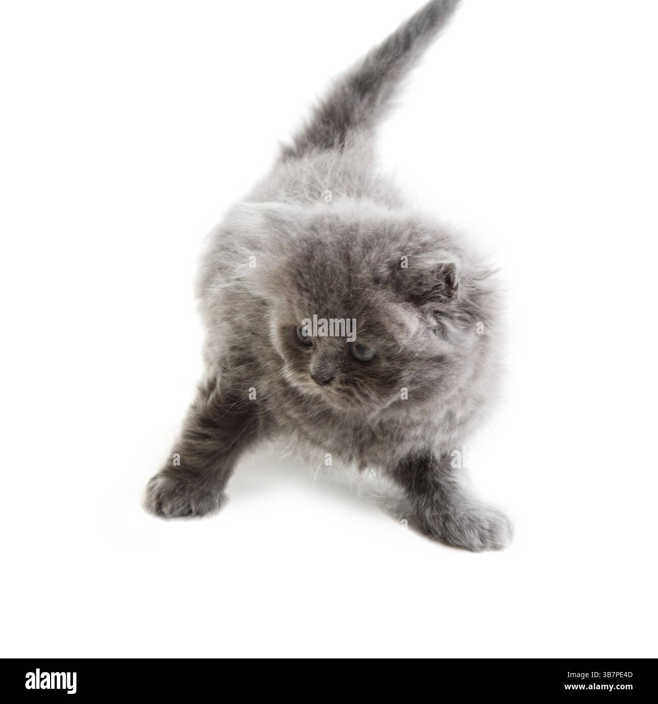 gattino inglese grigio isolato su sfondo bianco Foto Stock