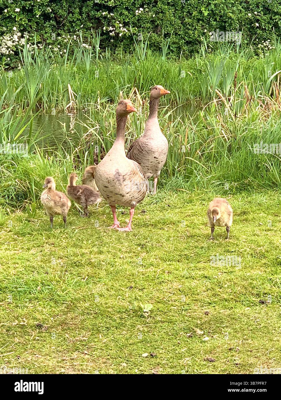 Canadese oche pulcini pulcini bimbi acqua nuoto fiume nuoto lago ruscello stagno mamma papà piume animali animali clima cammina becchi - Immagine stock catturata con smartphone