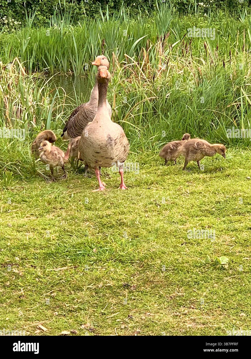 Canadese oche pulcini pulcini bimbi acqua nuoto fiume nuoto lago ruscello stagno mamma papà piume animali animali clima cammina becchi - Immagine stock catturata con smartphone
