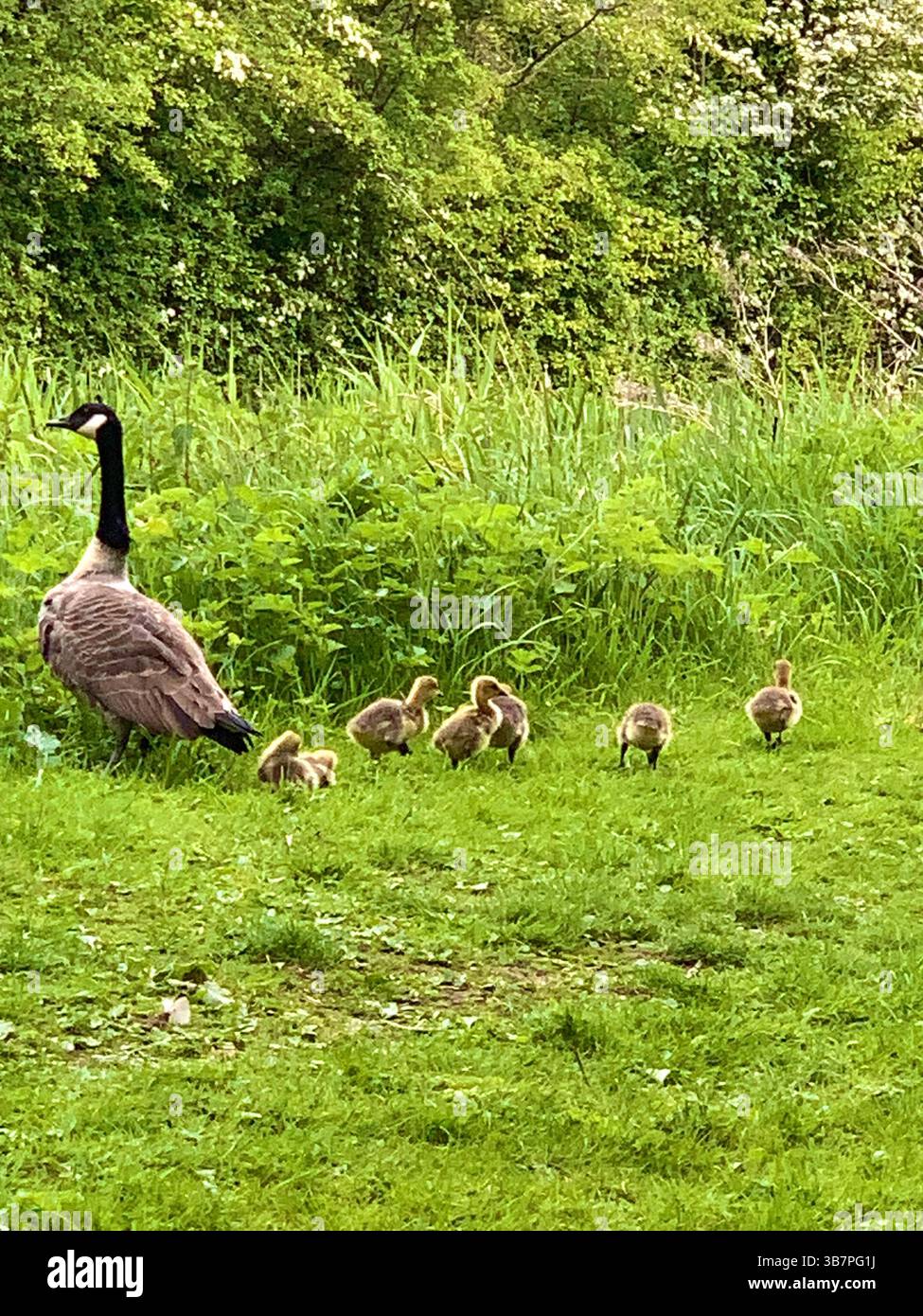 Canadese oche pulcini pulcini bimbi acqua nuoto fiume nuoto lago ruscello stagno mamma papà piume animali animali clima cammina becchi - Immagine stock catturata con smartphone