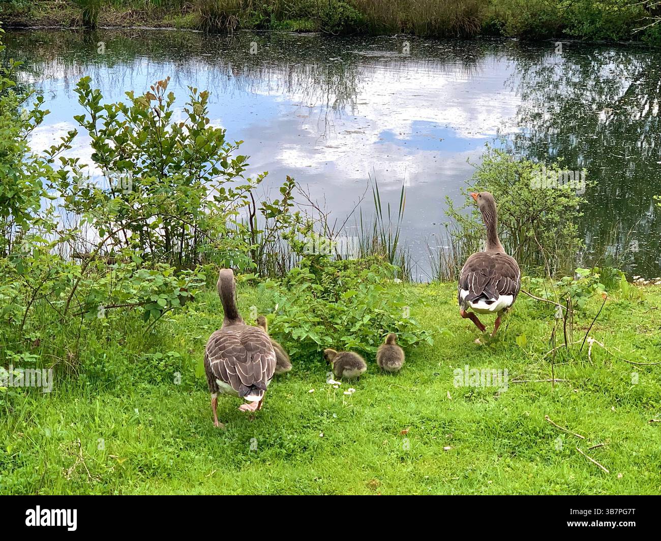 Canadese oche pulcini pulcini bimbi acqua nuoto fiume nuoto lago ruscello stagno mamma papà piume animali animali clima cammina becchi - Immagine stock catturata con smartphone