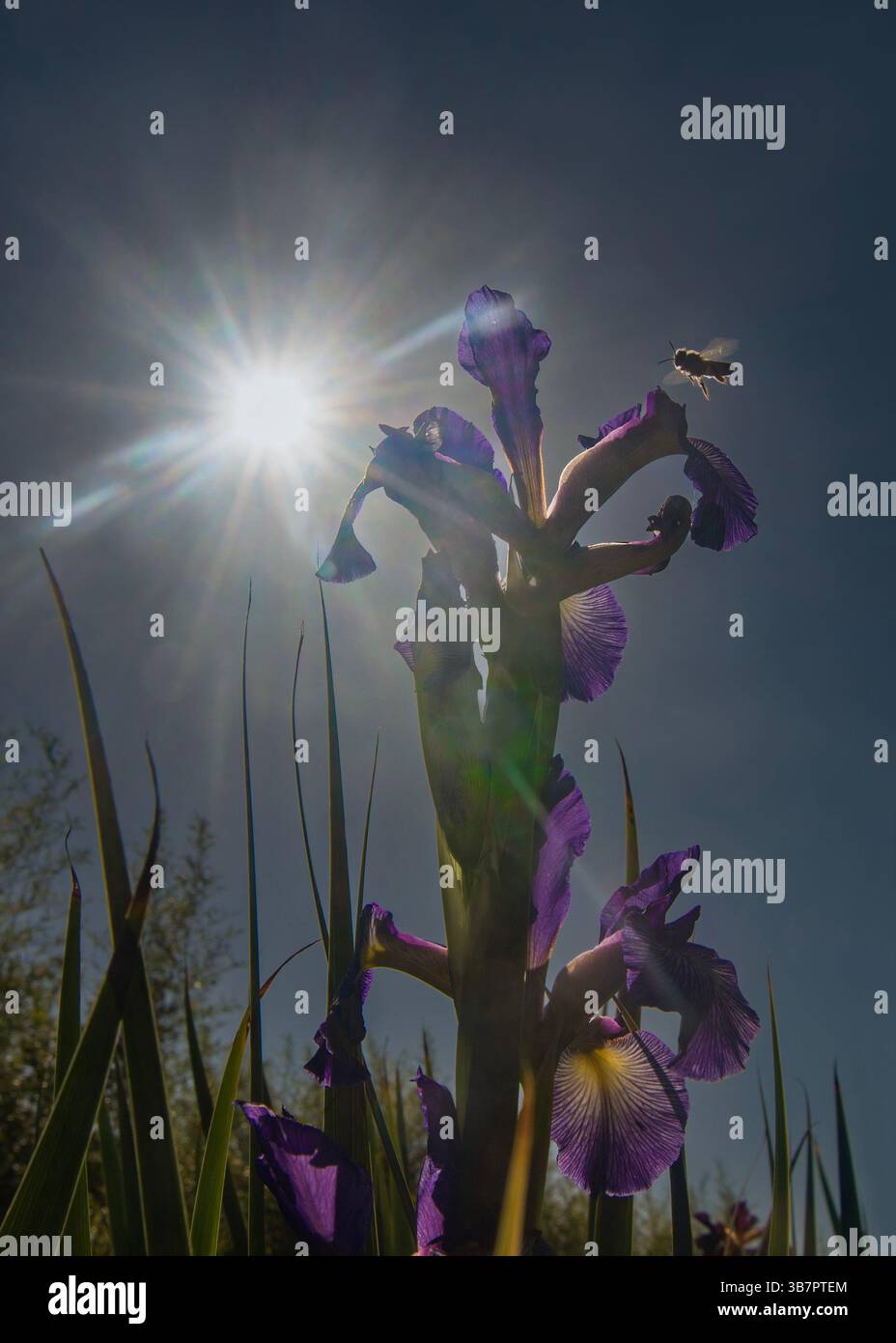 Prospettiva a basso angolo di un'ape che guarda un Iris al sole della Georgia del Sud. Foto Stock