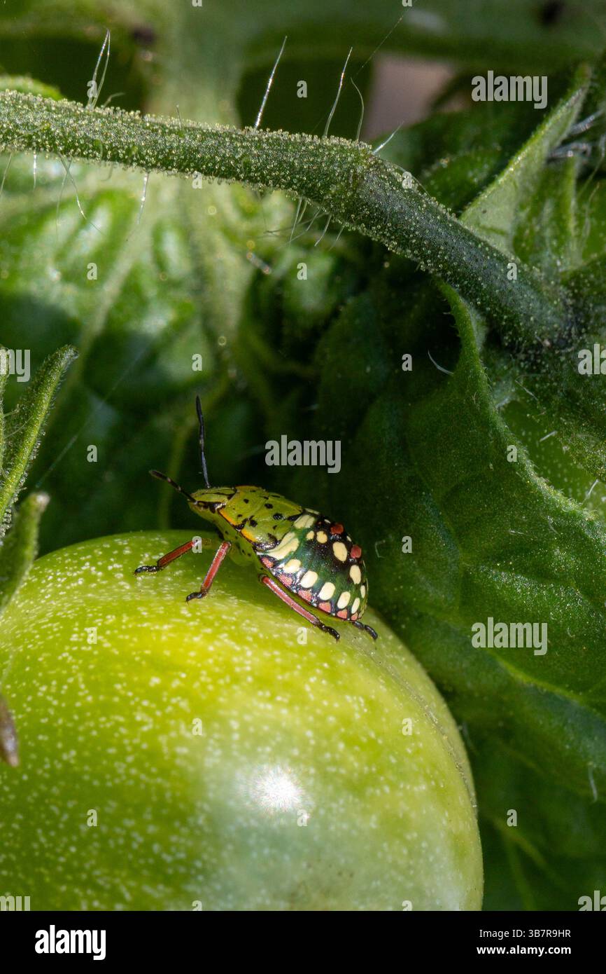 Un insetto puzzolente verde del sud (insetto dello scudo verde meridionale, nezara viridula) è arroccato su un pomodoro verde non maturo, che mostra il suo vivace mar verde e rosso Foto Stock