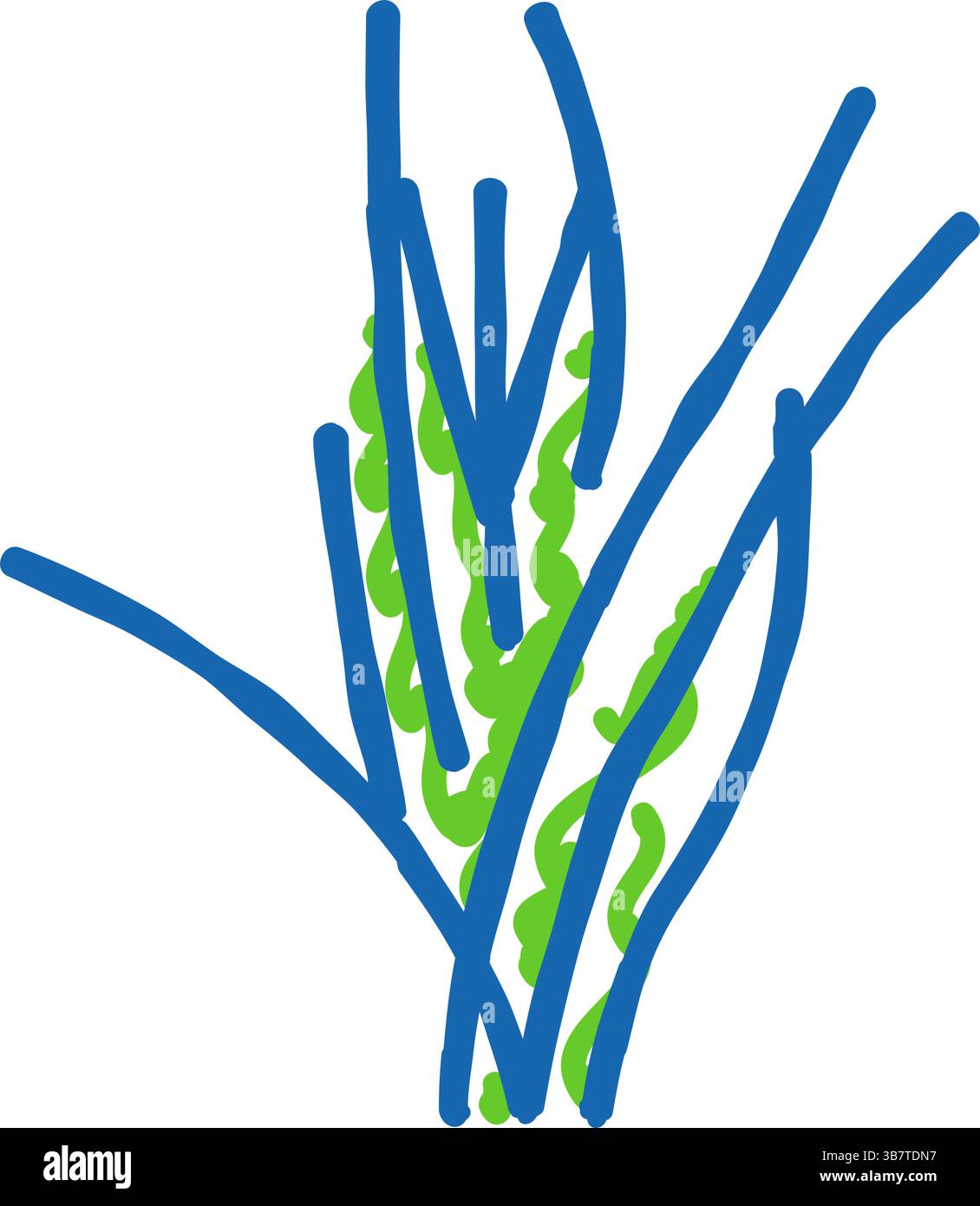 illustrazione dell'icona della vallisneria spiralis Illustrazione Vettoriale