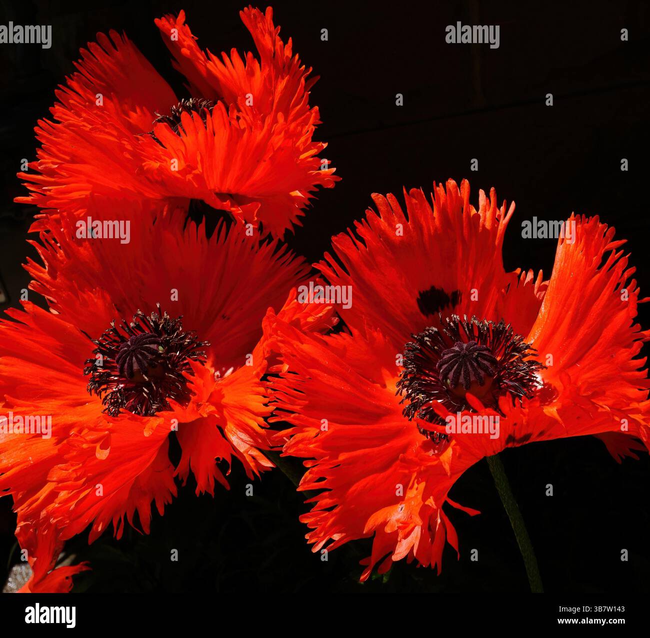 Papaveri orientali rossi brillanti che sbocciano in primavera su uno sfondo scuro. Vista ravvicinata. Foto Stock