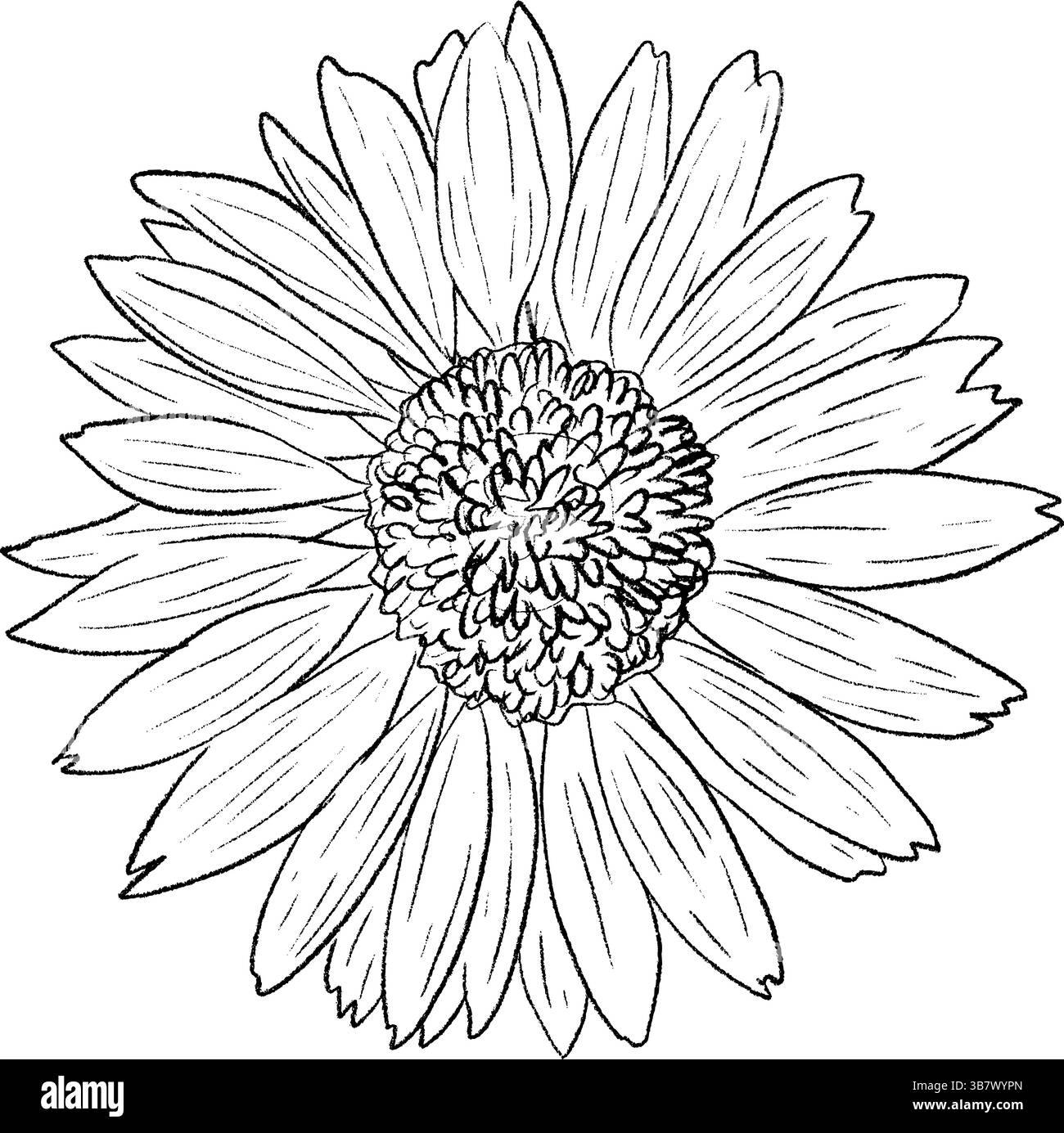 Si tratta di un'illustrazione a margherita elegante e splendidamente disegnata, ideale per disegni floreali, stampe e decorazioni. Grafica vettoriale disegnata a mano, grafica in bianco e nero isolata su sfondo bianco. Illustrazione Vettoriale