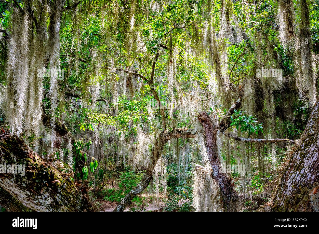 MAGNOLIA PLANTATION & GARDENS (1679) CHARLESTON SOUTH CAROLINA USA Foto Stock MAGNOLIA PLANTATION & GARDENS (1679) CHARLESTON SOUTH CAROLINA USA Foto Stock
