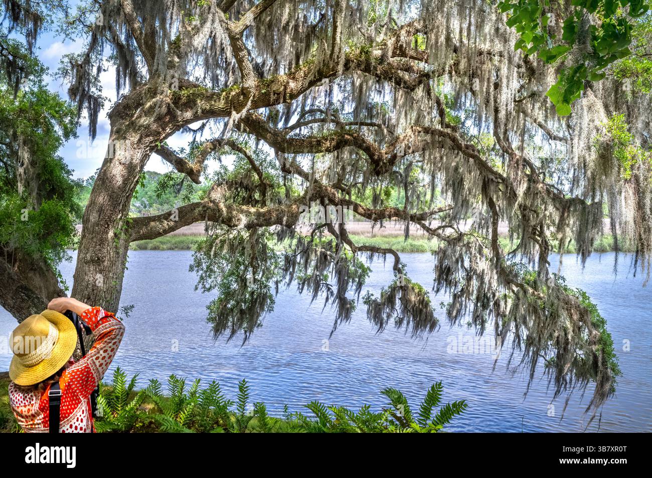 RUTH ORATZ MD MAGNOLIA PLANTATION & GARDENS (1679) CHARLESTON SOUTH CAROLINA USA Foto Stock RUTH ORATZ MD MAGNOLIA PLANTATION & GARDENS (1679) CHARLESTON SOUTH CAROLINA USA Foto Stock