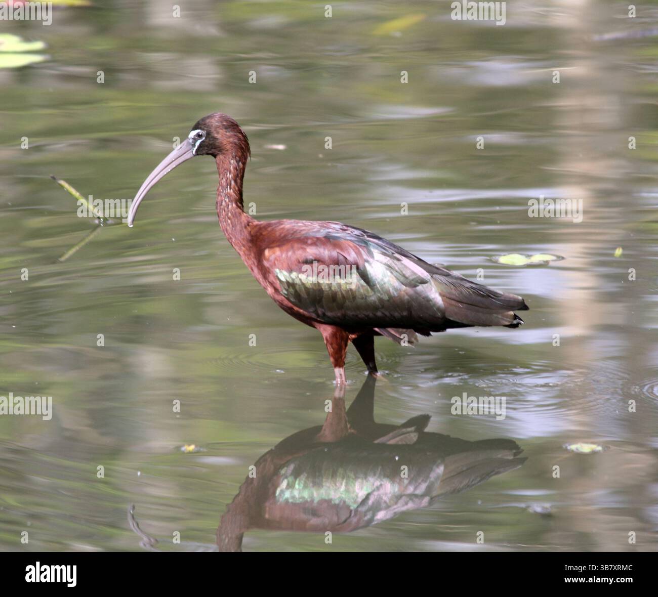 Lucida foraggiatrice di uccelli ibis per il cibo in un lago Foto Stock