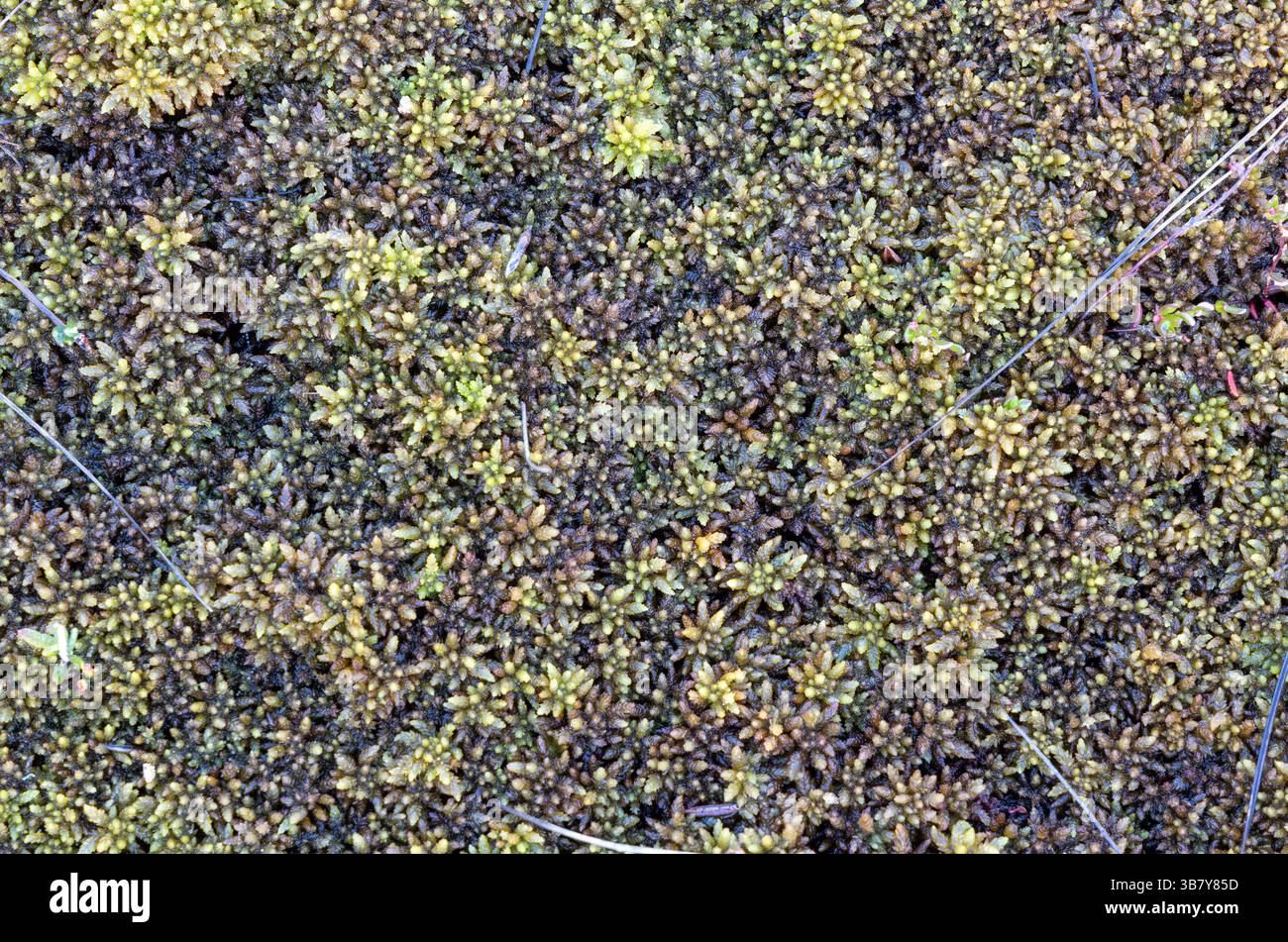 Crescita molto densa del terreno Sphagnum Foto Stock