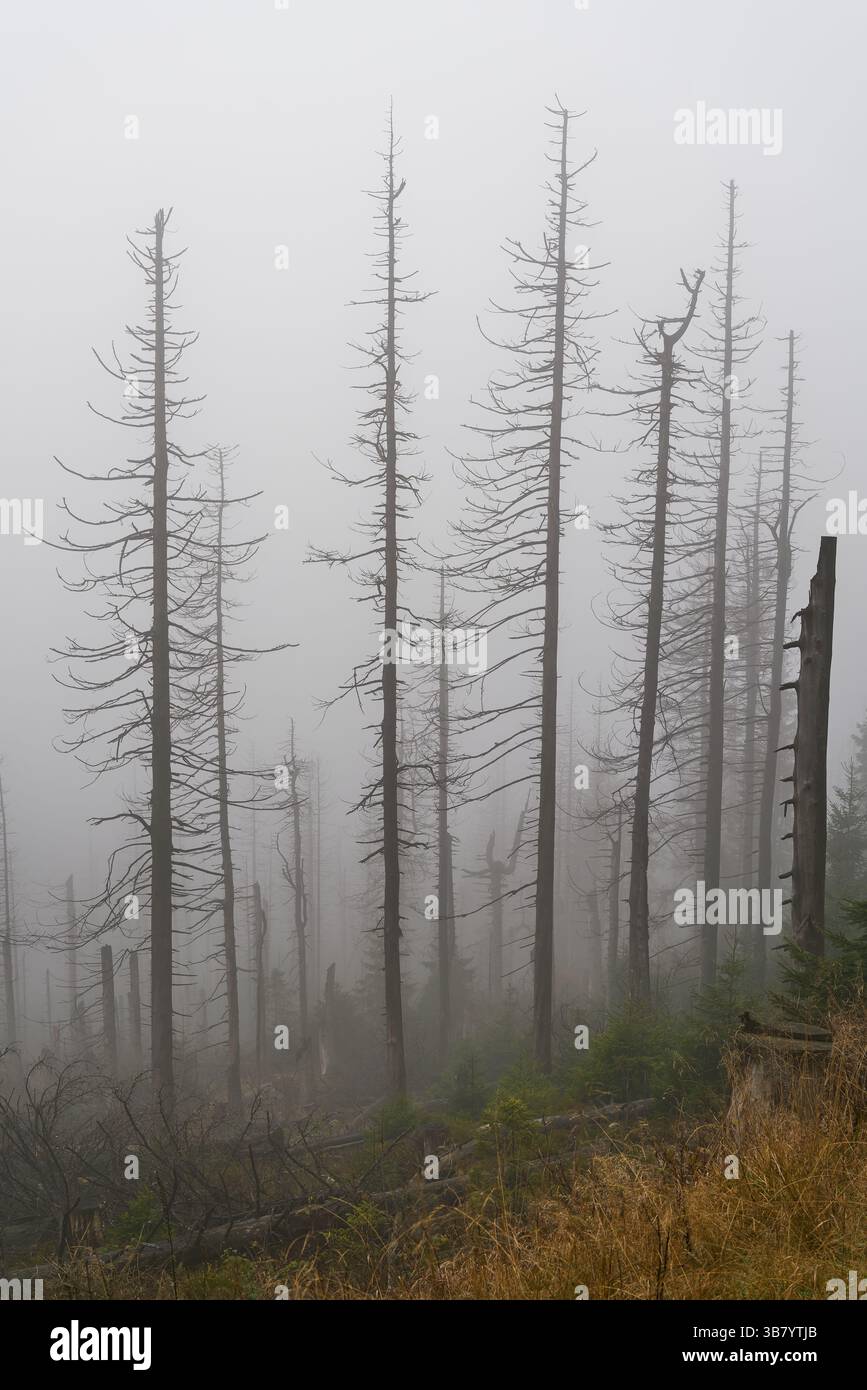 Foresta morta con abeti rossi a causa dell'infestazione di scarabeo di corteccia ai piedi del Brocken vicino a Schierke nel Parco Nazionale di Harz Foto Stock