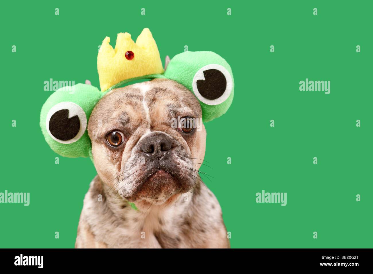 Divertente cane Bulldog francese con fascia in costume rana con corona e grandi occhi su sfondo verde con spazio per le copie Foto Stock
