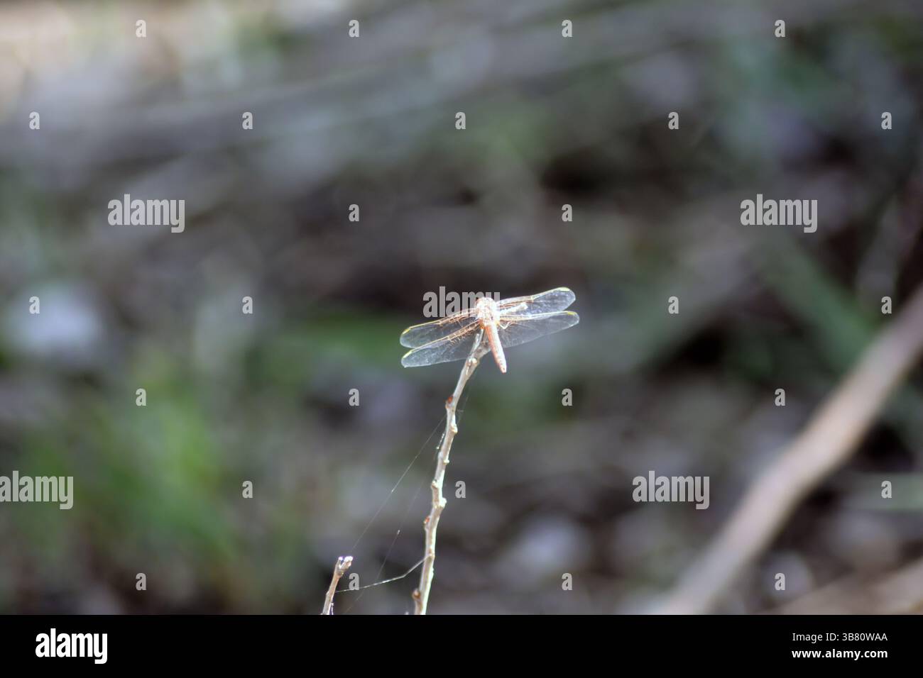 Dragonfly su una diramazione. Piccola libellula sull'erba in primavera Foto Stock