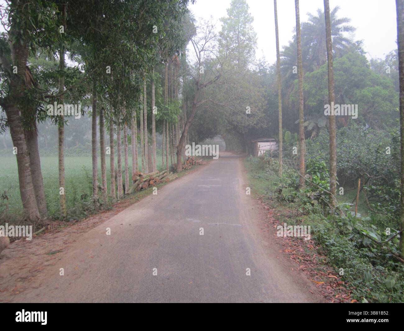 Un colpo a livello degli occhi cattura una strada asfaltata che scompare nella nebbia, incorniciata da alberi alti e sottili su entrambi i lati e tagliata tronchi, creando una serena ma mistica Foto Stock