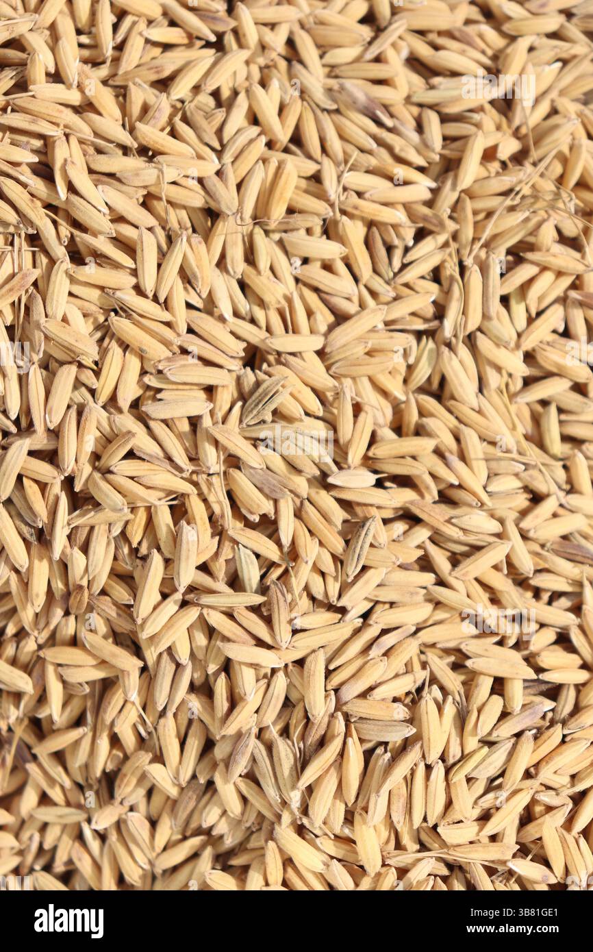 L'immagine mostra uno scatto ravvicinato e piatto di numerosi grani di risone, che mostrano la loro consistenza e la loro disposizione organica. Questa foto fornisce un'immagine visiva Foto Stock