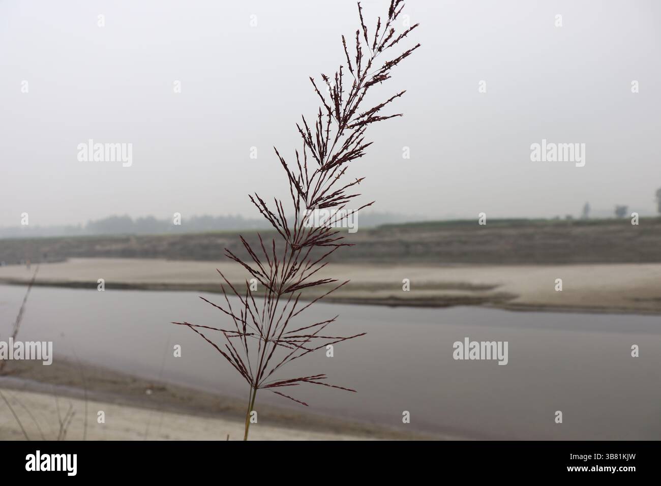 Foto ravvicinata di canne di fiume marrone in calde tonalità autunnali, ambientate su uno sfondo morbido e silenzioso, evocano la tranquilla bellezza della natura lungo una tranquilla rive Foto Stock