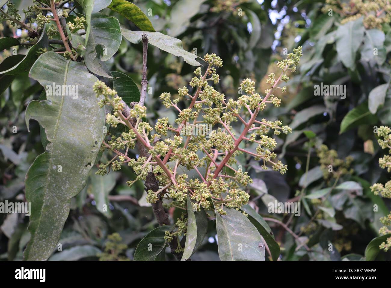 Catturata con luce naturale, la foto mostra piccoli fiori di mango che sbocciano sui rami di alberi marroni tra foglie verdi lussureggianti. L'immagine mostra natu Foto Stock