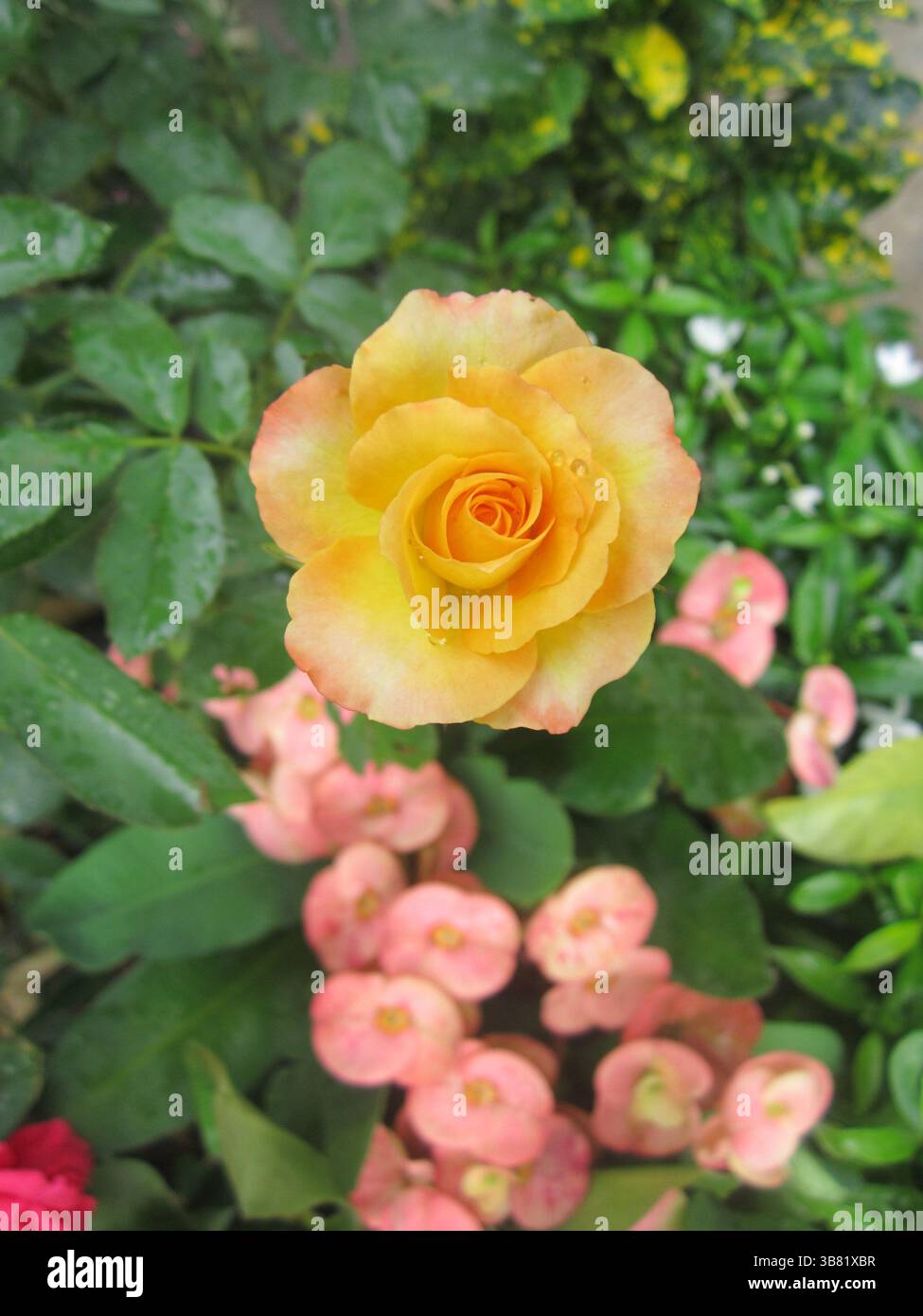 Un vivace primo piano mostra una rosa arancione fiorente con delicate gocce di rugiada. La rosa è circondata da fiori rosa tenui dell'euforbia e ricca di verde Foto Stock
