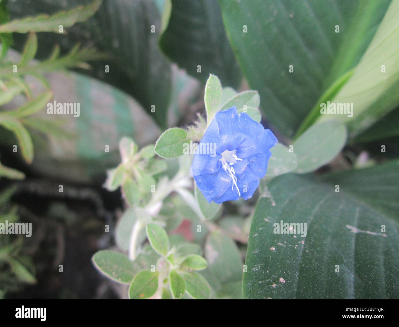 Il primo piano dettagliato mostra un vivace fiore di evolvo blu con stami bianchi, circondato da foglie verdi lussureggianti, che creano un vivace contrasto floreale Foto Stock