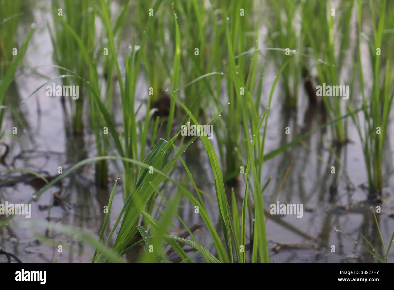Il primo piano cattura un campo di piante di riso verde vivide, brillando con rugiada fresca del mattino. Le goccioline d'acqua si attaccano alle lame delicate per creare un ambiente sereno Foto Stock