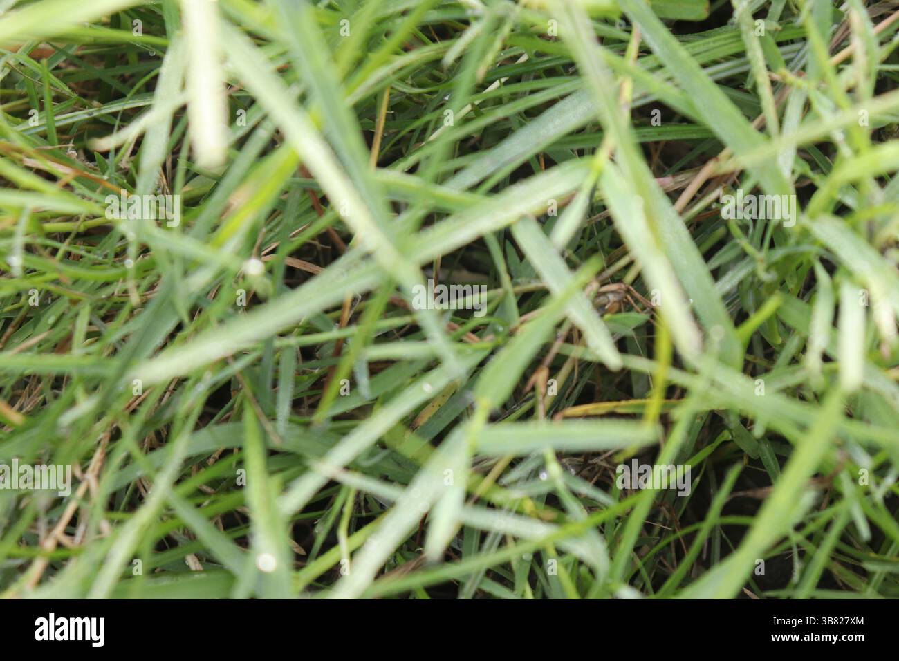 I primi piani estremi rivelano vivaci lame di erba verde intrecciate, adornate da delicate rughe. Questo scatto ad angolo alto cattura la bellezza della natura e l'evok Foto Stock