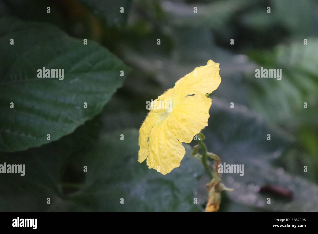 Un'immagine che cattura l'elegante bellezza di un fiore di loofah giallo completamente fiorito. Il fiore, ricco di colore e delicato nella forma, è contrapposto a una zampa ammutinata Foto Stock