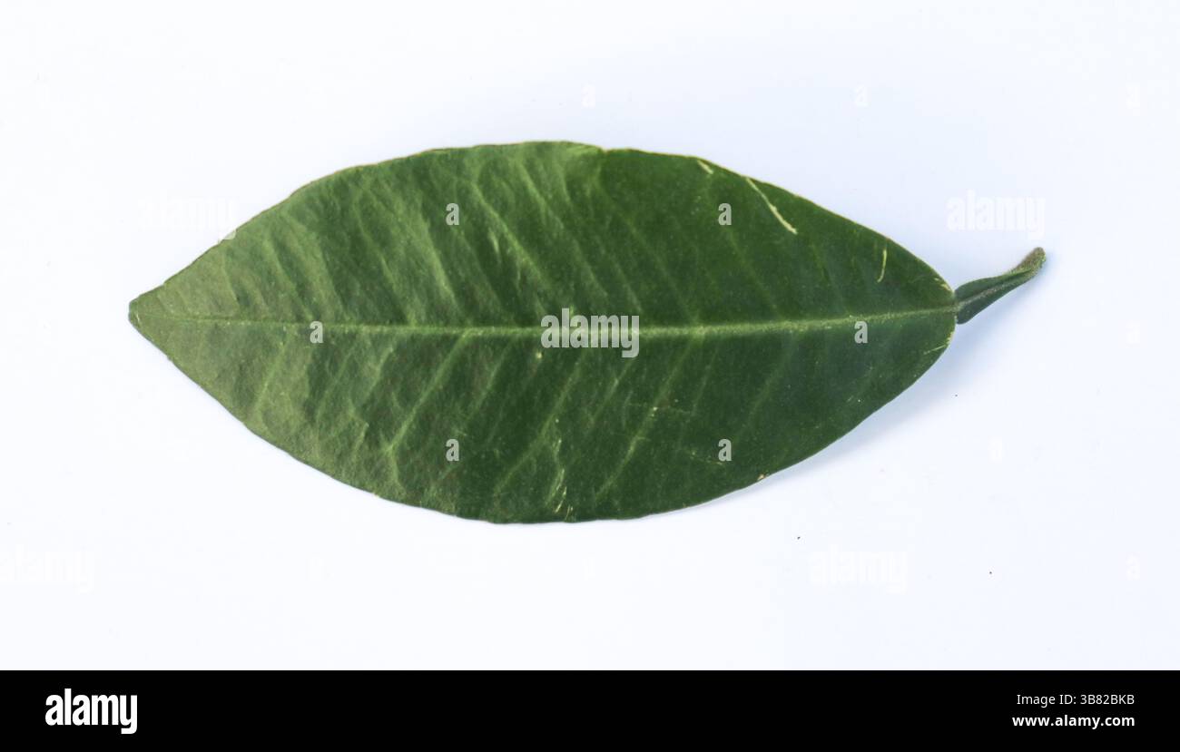Cattura una foglia di agrumi fresca e solitaria con vivaci sfumature verdi e texture dettagliate. Lo sfondo bianco e pulito accentua la naturalezza della foglia Foto Stock