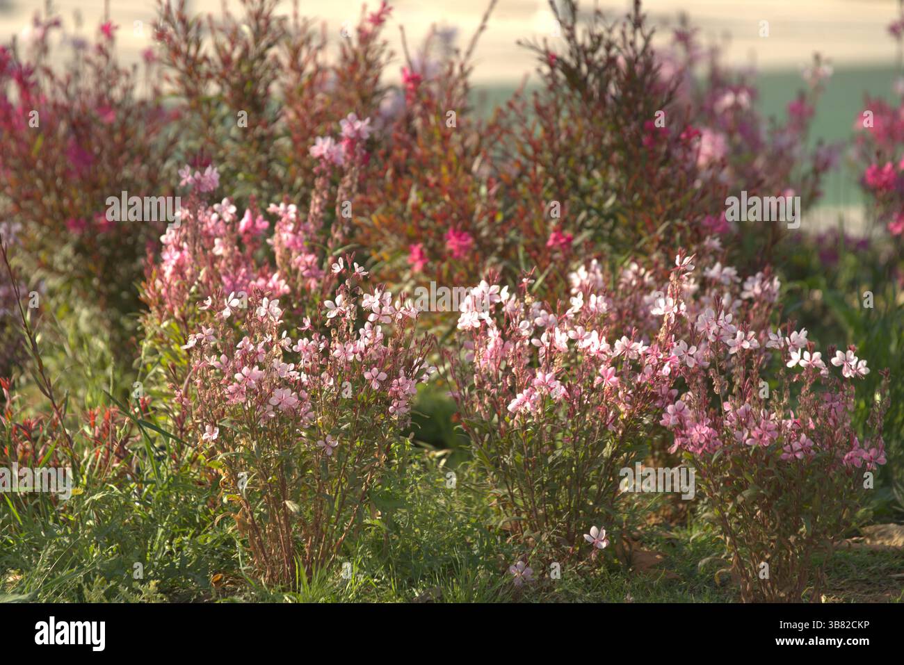 Fiori selvatici rosa che fioriscono alla luce calda del sole in Andalusia, Spagna, catturando i colori tenui e il fascino della natura mediterranea. Siviglia, Spagna Foto Stock