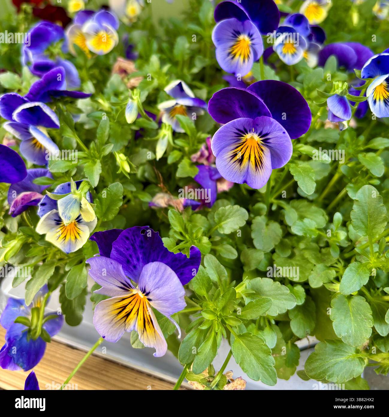 Bellissimi fiori di pansia viola in un vivaio. Concetto di giardinaggio. Foto Stock