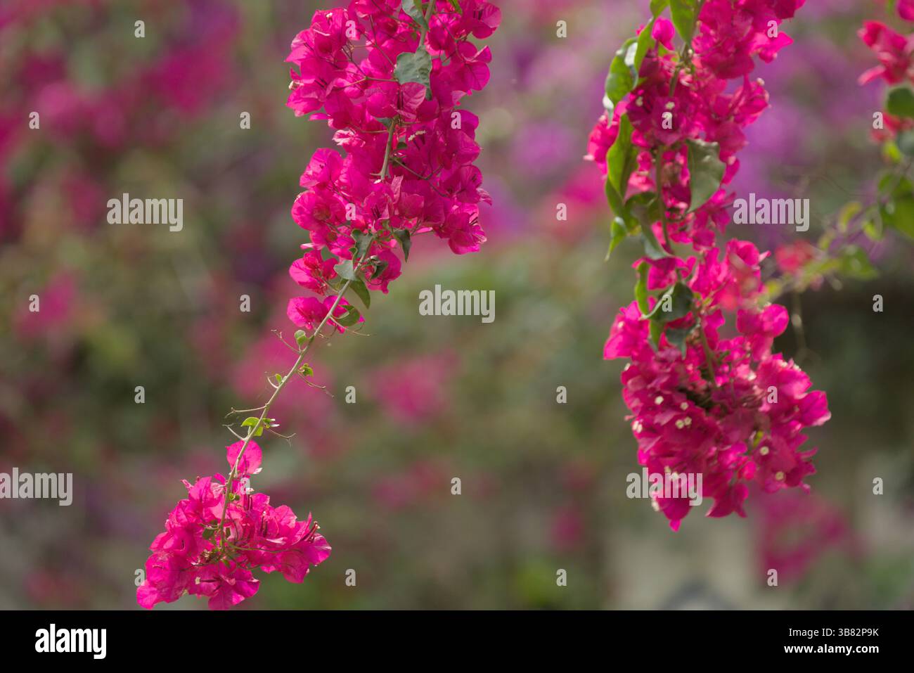 Primo piano di vivaci fiori di bouganville rosa in Andalusia, Spagna, con sfondo morbido e luce naturale delicata. Siviglia, Spagna Foto Stock