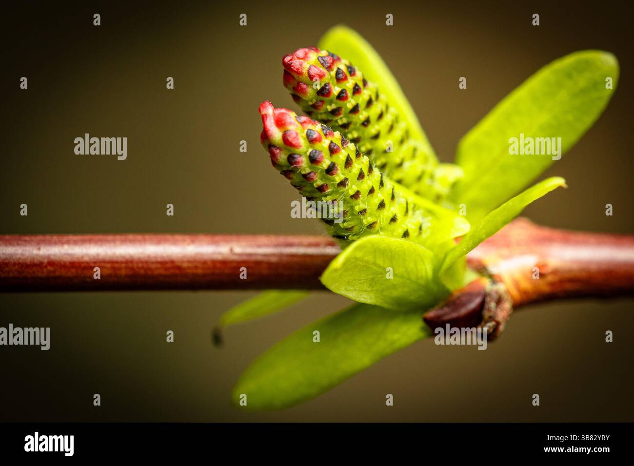 Catkins emergente. Fioritura iniziale su una filiale Foto Stock