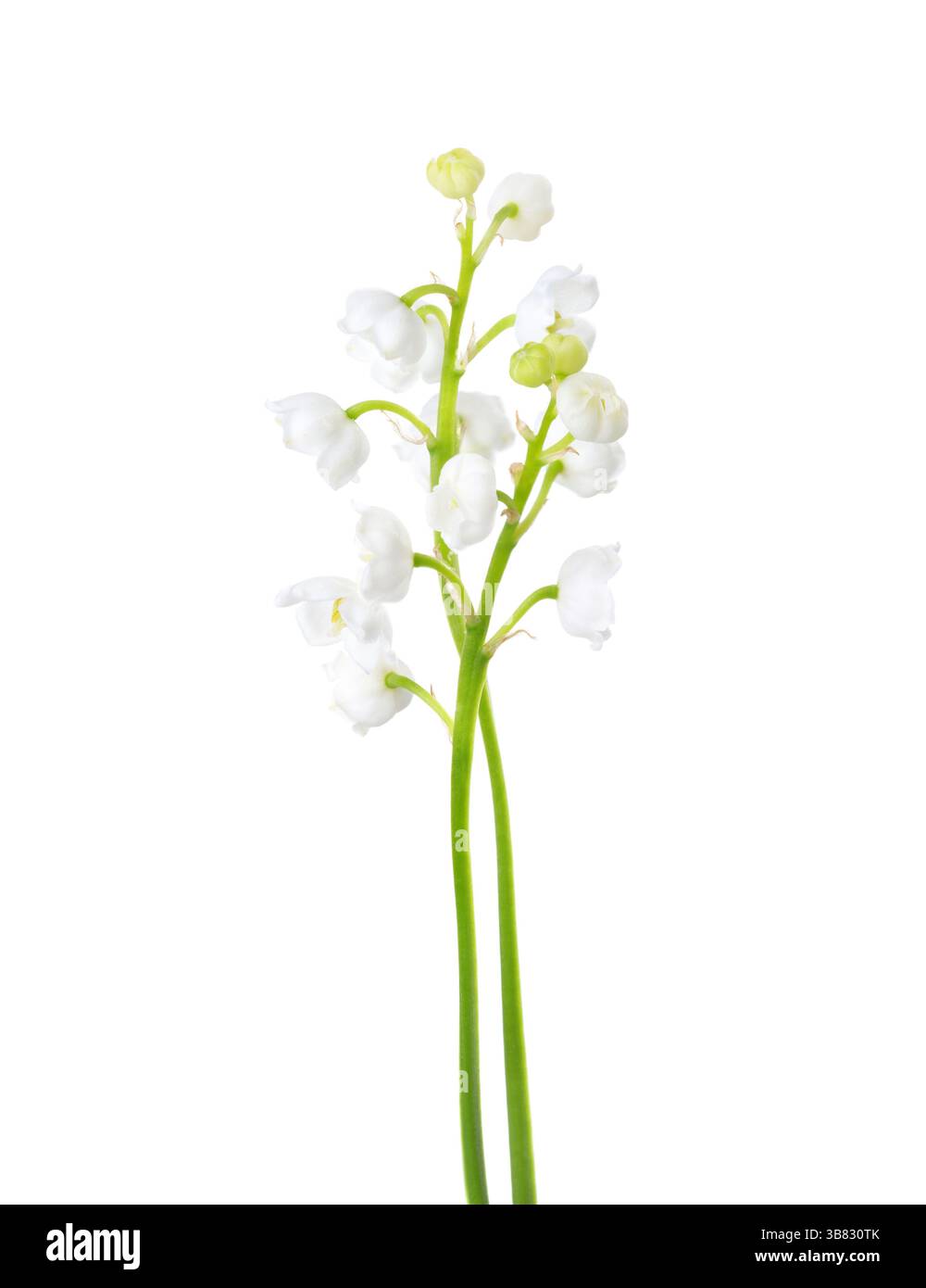 Due fiori di Lily della Valle isolato su sfondo bianco. Foto Stock