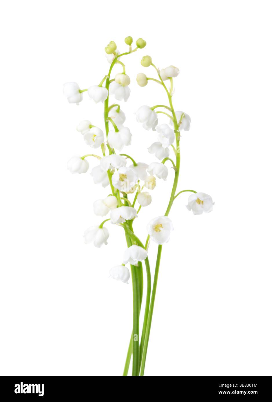 Giglio della Valle Fiori isolati su sfondo bianco. Foto Stock