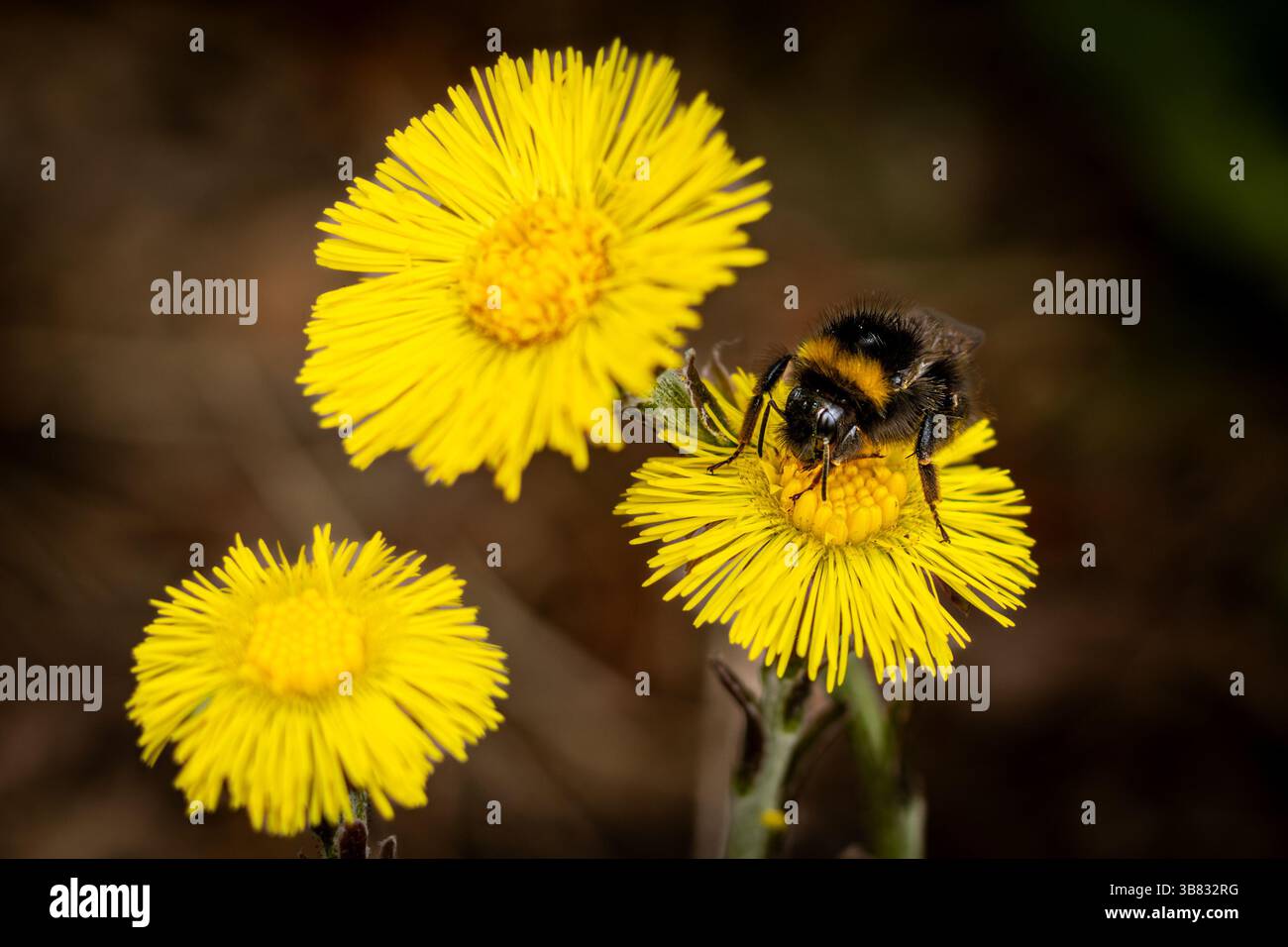 Bumblebee su un fiore. Insetti impollinanti nell'ecosistema Foto Stock