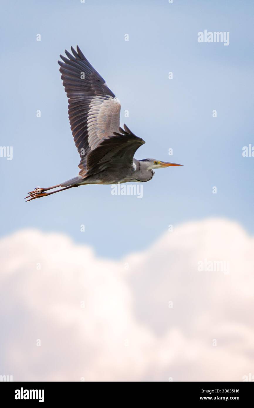 Heron in volo. Una silhouette sottile contro un cielo blu Foto Stock