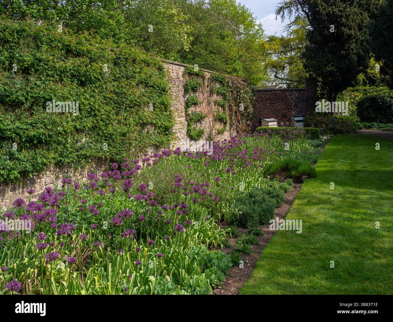 Colorato confine floreale in primavera nei giardini di Peckover House, una casa signorile a Wisbech, Cambridgeshire, Regno Unito Foto Stock
