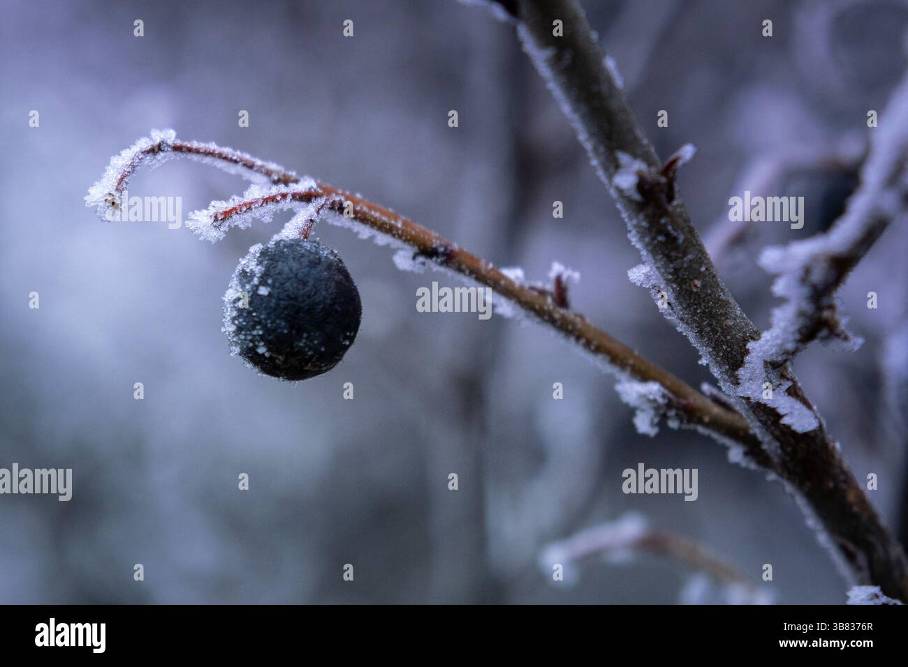 Bacche smerigliate su un ramo. La bellezza sottile dell'inverno Foto Stock
