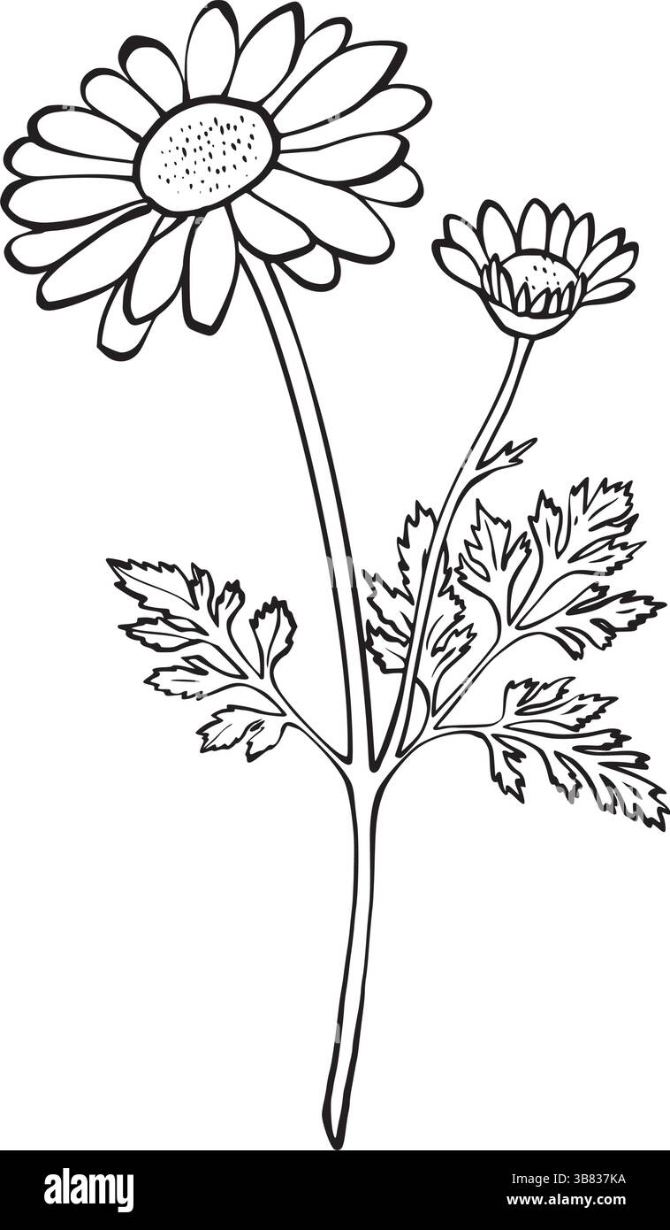 Disegno della linea vettoriale del fiore di camomilla e del gambo su sfondo bianco. Ideale per confezioni di tè alle erbe, etichette cosmetiche, disegni di tatuaggi, marchi ecologici e stampe botaniche. Illustrazione Vettoriale