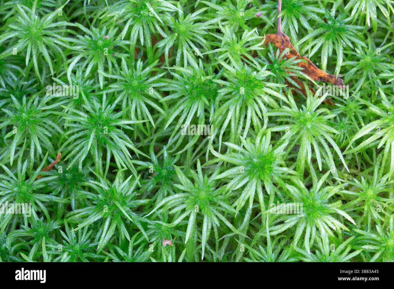 Alto e robusto Sphagnum riparium ha un bocciolo apicale ben conico e ben visibile Foto Stock