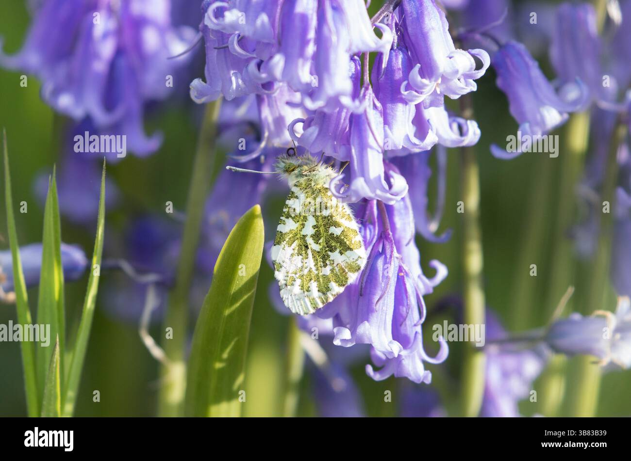 Farfalla con punta arancione su campanelli nel North Yorkshire Foto Stock